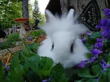 Lionhead Rabbits - Photo 5