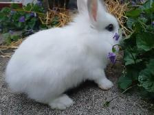 Lionhead Rabbits - Photo 6