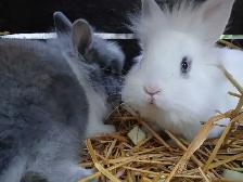 Lionhead Rabbits - Photo 7