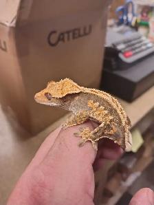 baby crested geckos - Photo 2