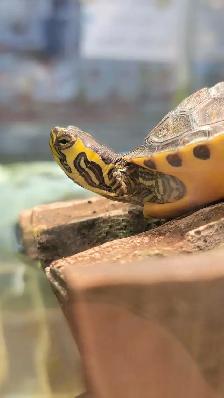 yellow-belly cooter turtles