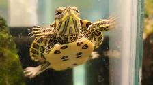 yellow-belly cooter turtles - Photo 2