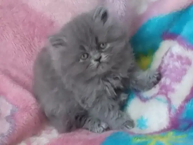 persan chatons
