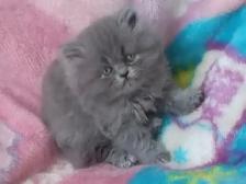 persan chatons