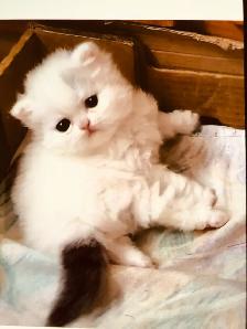 persan chatons - Photo 2