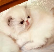 persan chatons - Photo 3