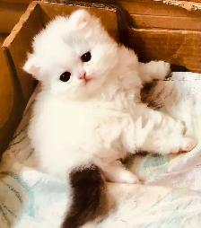 persan chatons - Photo 4