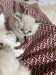 persan chatons - Photo 5