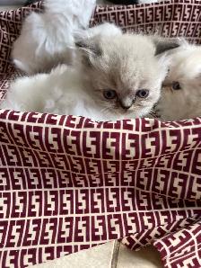 persan chatons - Photo 6