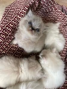 persan chatons - Photo 7
