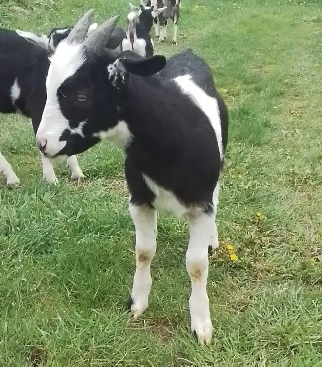 Mix Breed Male Goat For Sale