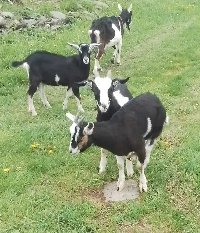Mix Breed Male Goat For Sale