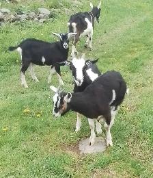 Mix Breed Male Goat For Sale