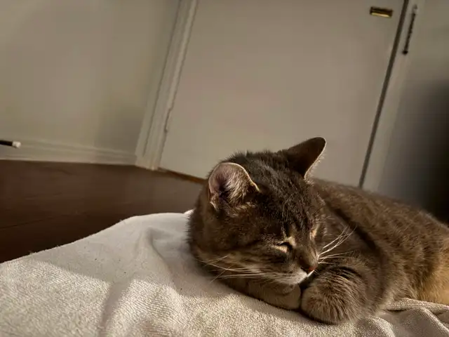 Missing Cat