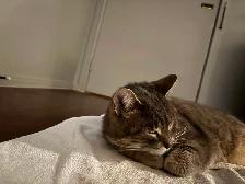 Missing Cat