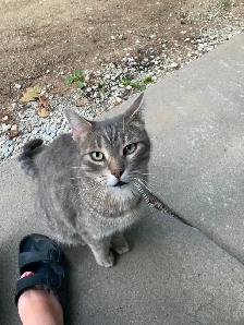 Missing Cat - Photo 2