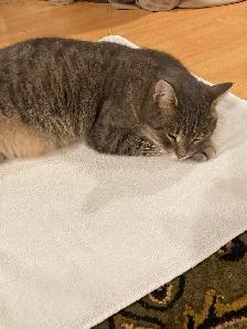 Missing Cat - Photo 3