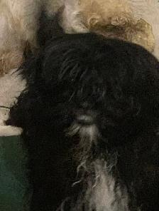 Shih Tzu pure bred