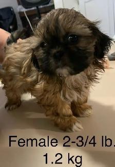 Shih Tzu pure bred - Photo 2