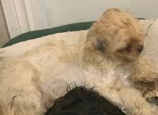 Shih Tzu pure bred - Photo 3