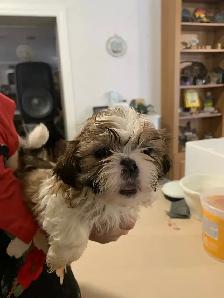 Shih Tzu pure bred - Photo 4