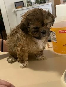 Shih Tzu pure bred - Photo 5