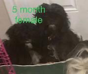 Shih Tzu pure bred - Photo 6