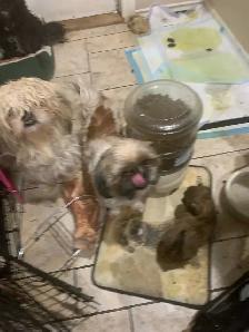 Shih Tzu pure bred - Photo 7