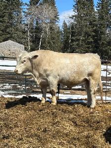 Registered charlois bull