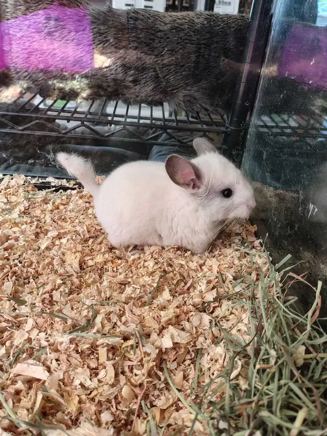 baby chinchillas