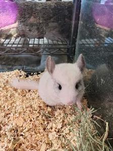 baby chinchillas - Photo 2