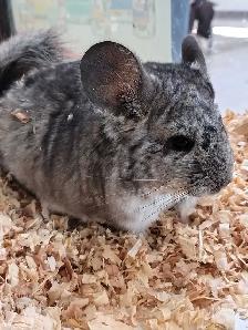 baby chinchillas - Photo 3