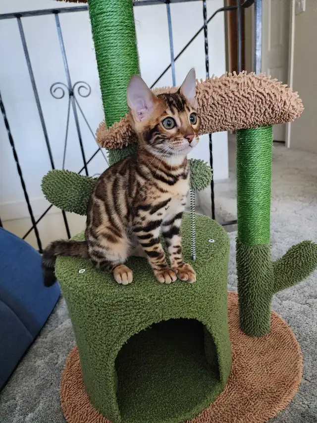 Bengal Kittens (Rosettes on Gold) TICA registration