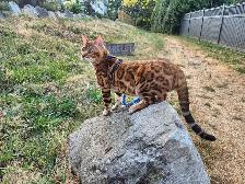 Bengal Kittens (Rosettes on Gold) TICA registration - Photo 2
