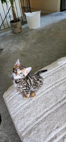 Bengal Kittens (Rosettes on Gold) TICA registration - Photo 3