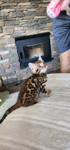 Bengal Kittens (Rosettes on Gold) TICA registration - Photo 4