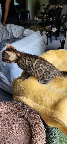 Bengal Kittens (Rosettes on Gold) TICA registration - Photo 5