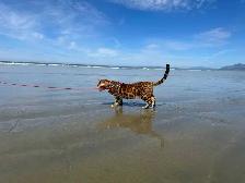 Bengal Kittens (Rosettes on Gold) TICA registration - Photo 9