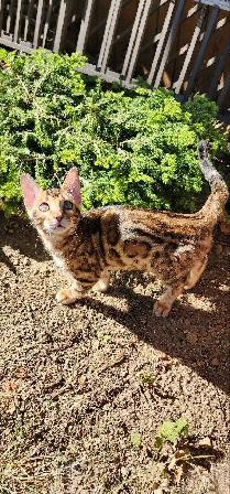 Bengal Kittens (Rosettes on Gold) TICA registration - Photo 10