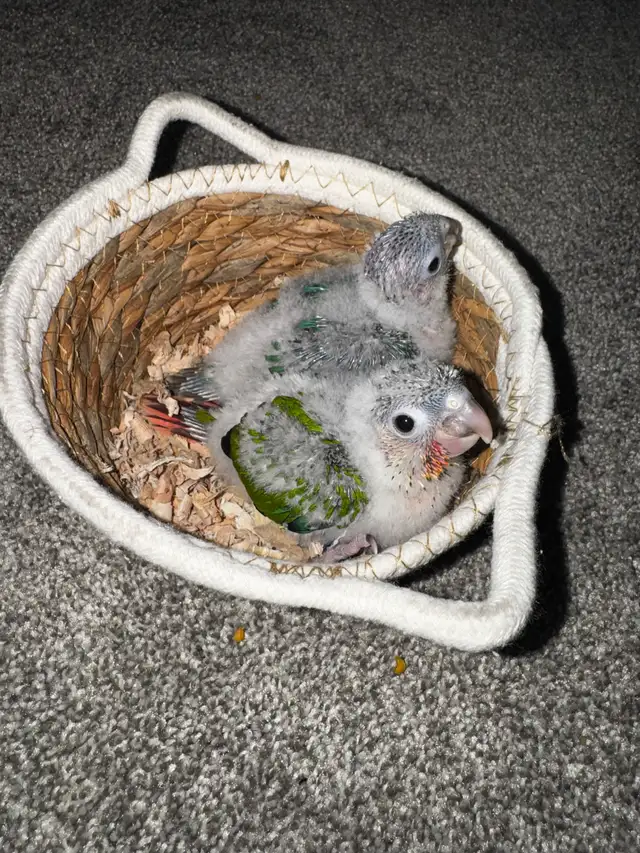 baby conures!