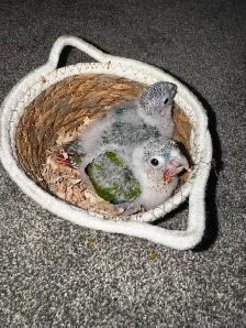 baby conures!