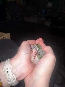 baby conures! - Photo 2