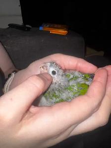 baby conures! - Photo 3