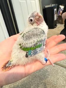 baby conures! - Photo 4