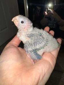 baby conures! - Photo 5