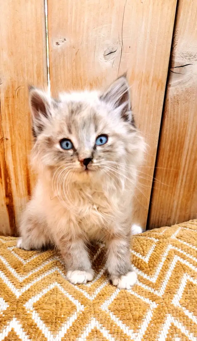 Part Ragdoll and Siamese Male Kittens