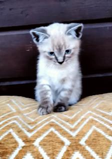 Part Ragdoll and Siamese Male Kittens - Photo 2