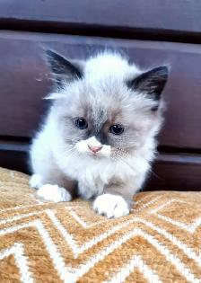 Part Ragdoll and Siamese Male Kittens - Photo 3