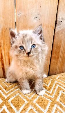 Part Ragdoll and Siamese Male Kittens - Photo 4