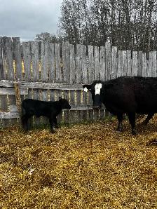 6 Cow Calf pairs Charolais Red Angus cross